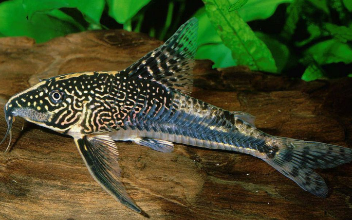 Barbatus Cory(Scleromystax Barbatus)