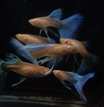 Albino Sky blue Ribbon guppy ( Pair )