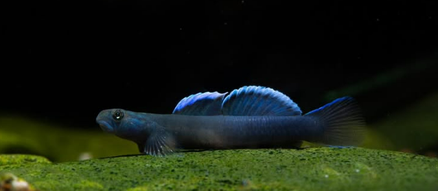 Midnight goby (Lentipes dimetrodon)