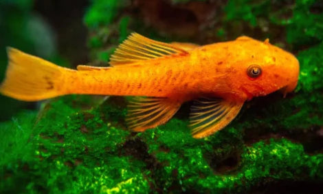 Super Red Bristlenose Pleco (Ancistrus Temminckii)