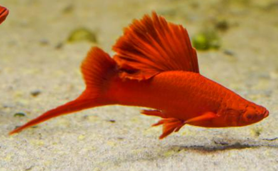 Firecracker swordtail (Xiphophorus hellerii ) (pair)