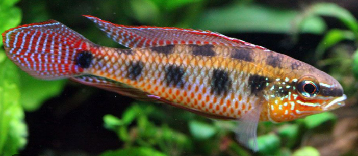 Spadetail Checkerboard Cichlid -Dicrossus Maculata