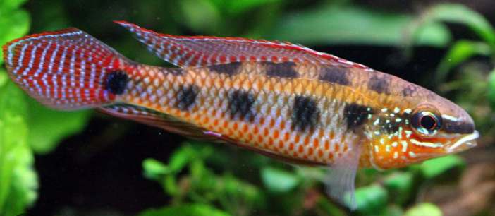 Spadetail Checkerboard Cichlid