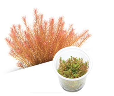 IC025 Rotala wallichii