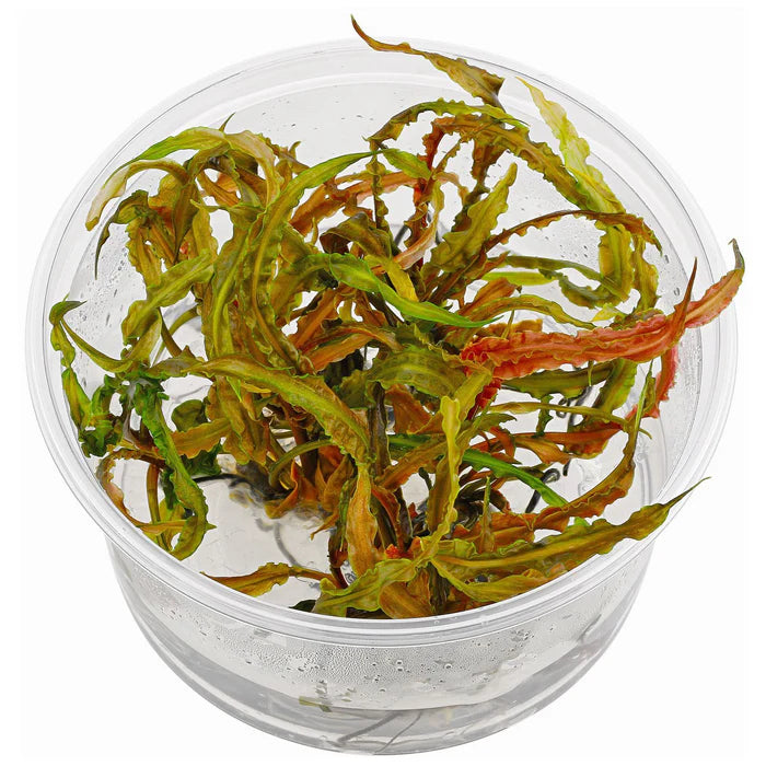 Cryptocoryne Crispatula var. Balansae T/C Cup