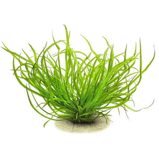 IC685 Cryptocoryne spiralis 'Caudigera'