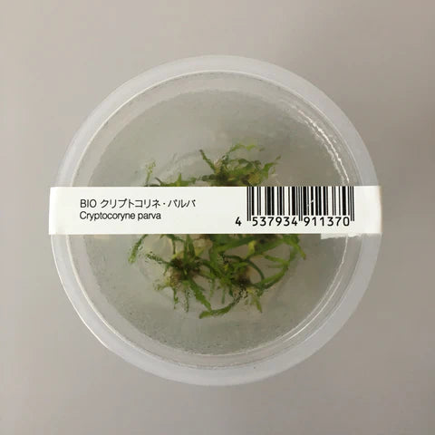 IC093 Cryptocoryne parva