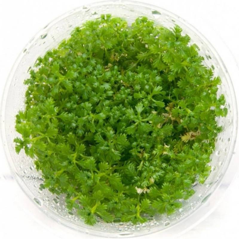 Hottonia Inflata (Featherfoil) T/C CUP