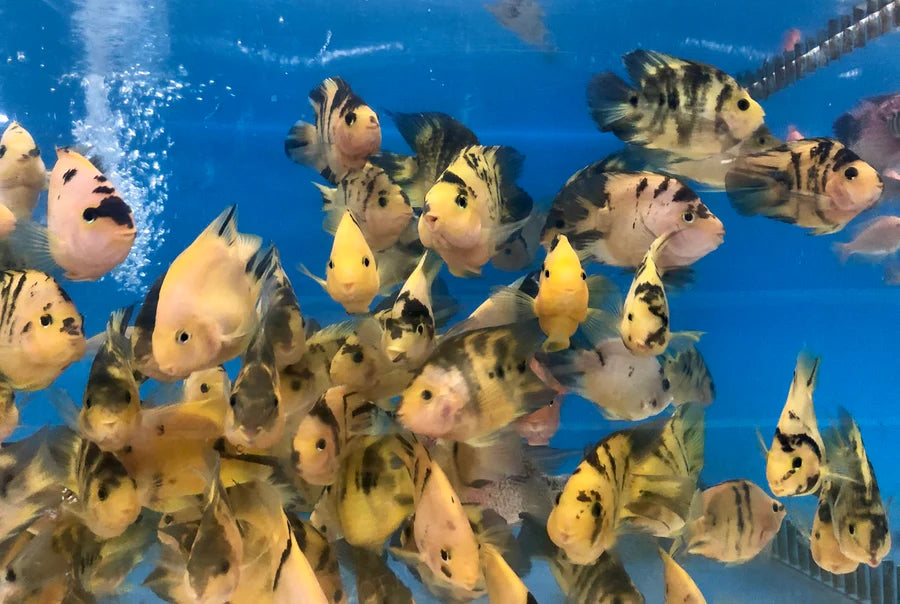 Yellow Tiger Parrot Cichlid Cichlasoma var. 'parrot fish' (online only, 24 hrs notices store pick up)