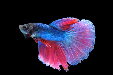 Super Delta Betta (Assorted)