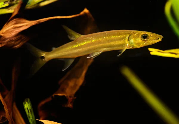 Yellow tailed barracuda