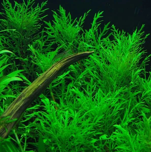 Hygrophila Difformis - Water Wristeria T/C Cup