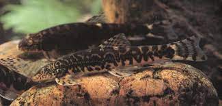 Vanmanenia pingchowensis hillstream loach