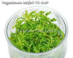 Pogostemon helferi T/C CUP