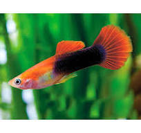 Red Tuxedo Guppy (mixed)