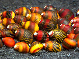 Red Racer Snail (Vittina Waigiensis)(Ture Fresh Water)
