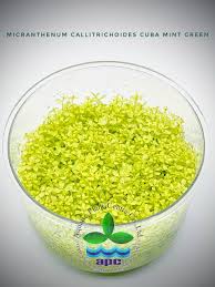 Micranthemum Callitrichoides Cuba (mint) T/C CUP
