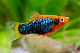 Tuxedo platy (Good Size!)