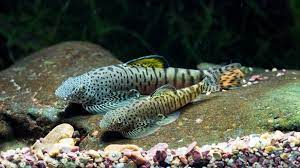 Yellow fin hillstream (Pseudogastromyzon fangi)