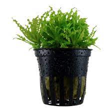 Pogostemon helferi