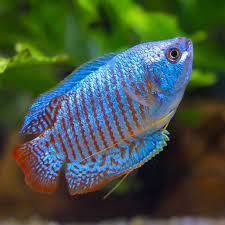 Neon Dwarf Gourami (Colisa lalia)