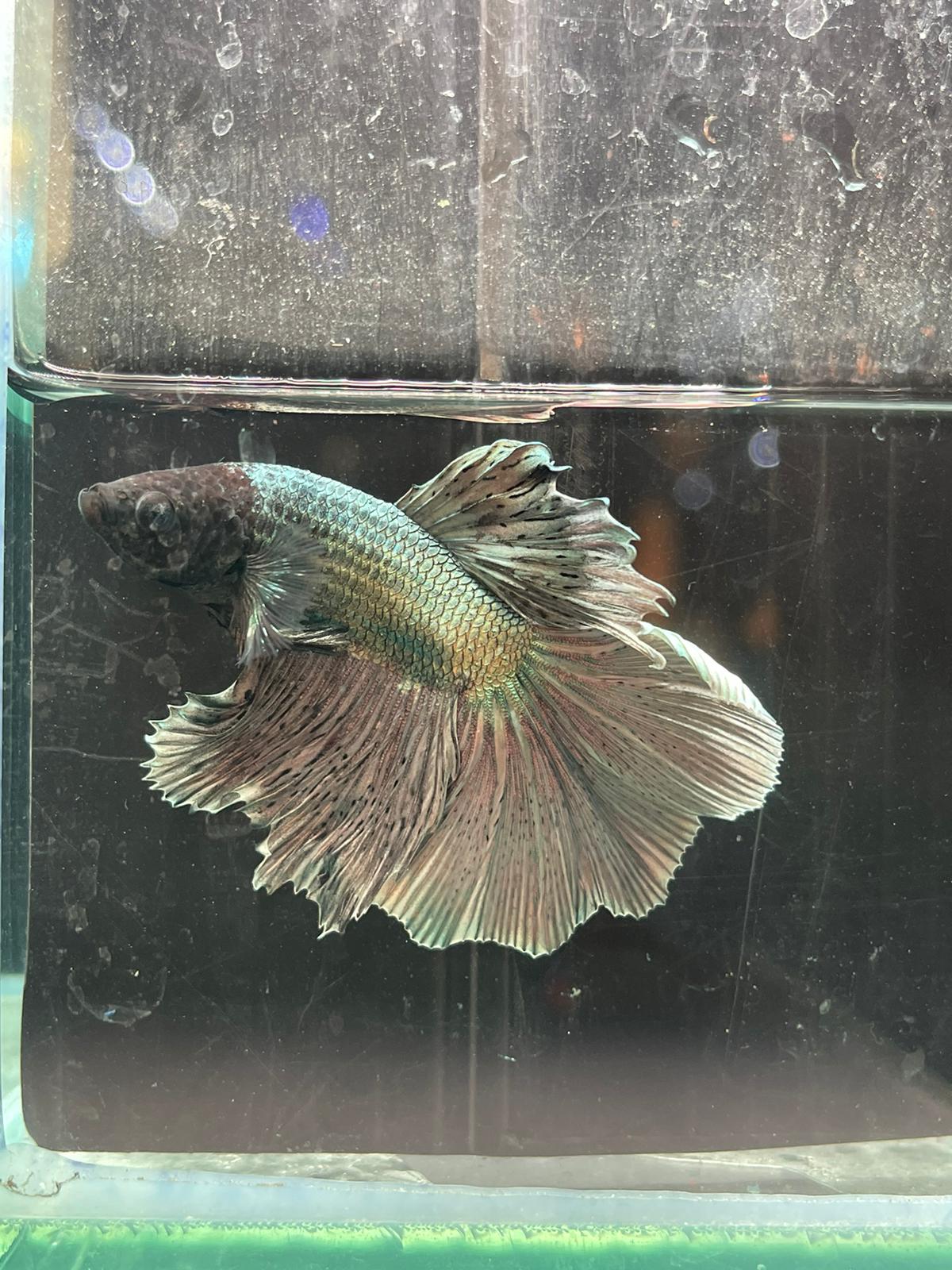 Rose Tail Betta (Assorted)