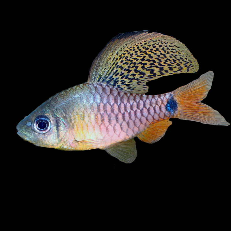 Drape fin barb