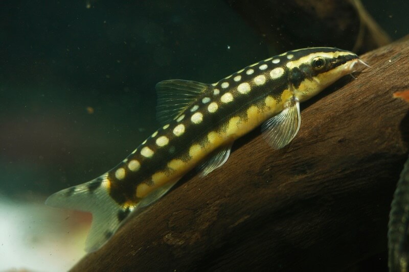 Dwarf Chain Loach (Botia Sidthimunki)