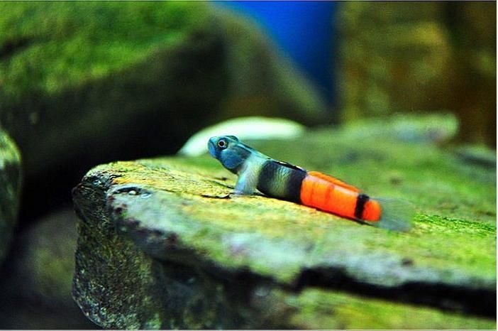 Red Belted Goby (Sicyopus zosterophorus)