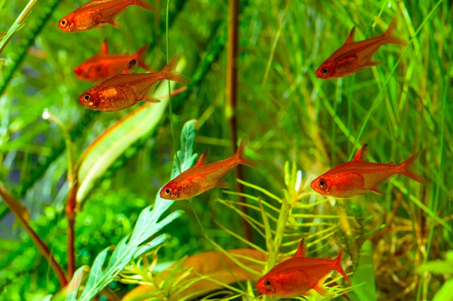 Ember tetra (Hyphessobrycon amandae)