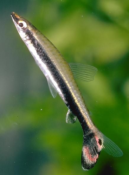 One Line pencilfish (Nannostomus unifasciatus)