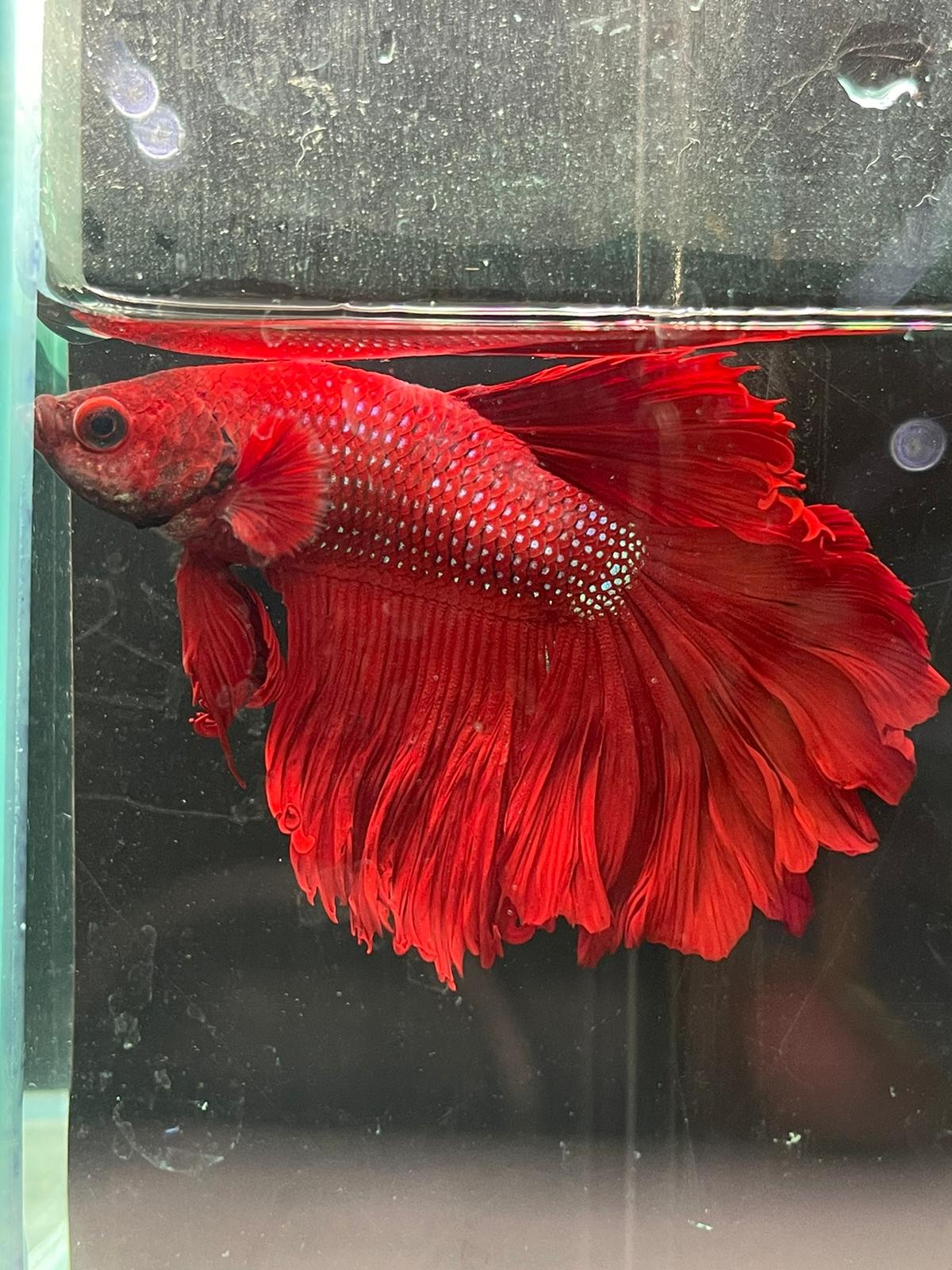Rose Tail Betta (Assorted)