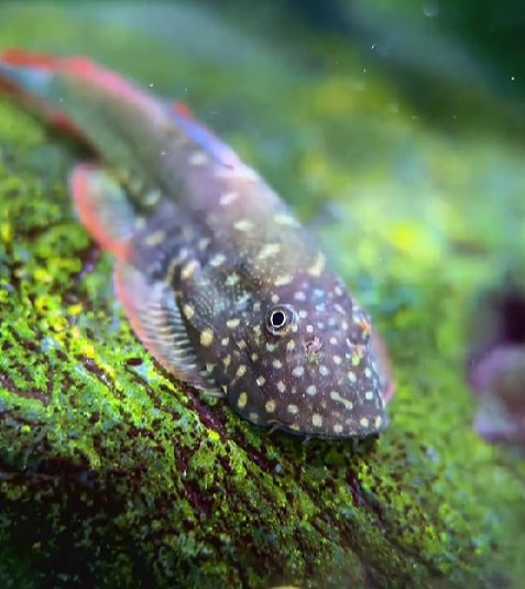 Gastromyzon Sp. Sabah(Gastromyzon Sp.)(SUPER RARE!!!)