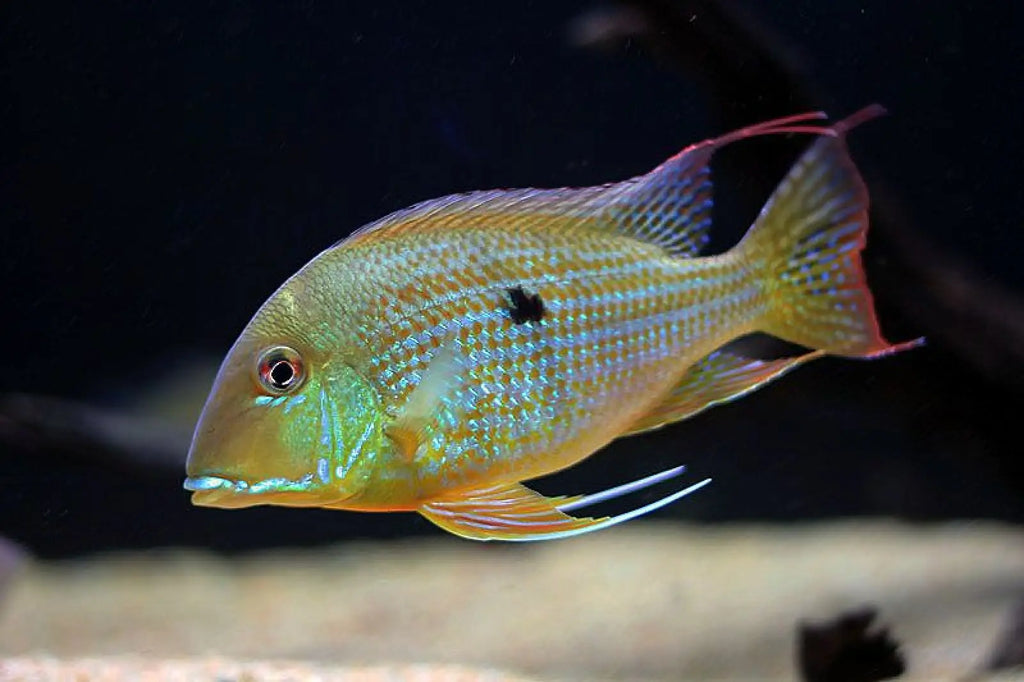 Geophagus surinamensis - Red striped Geophagus