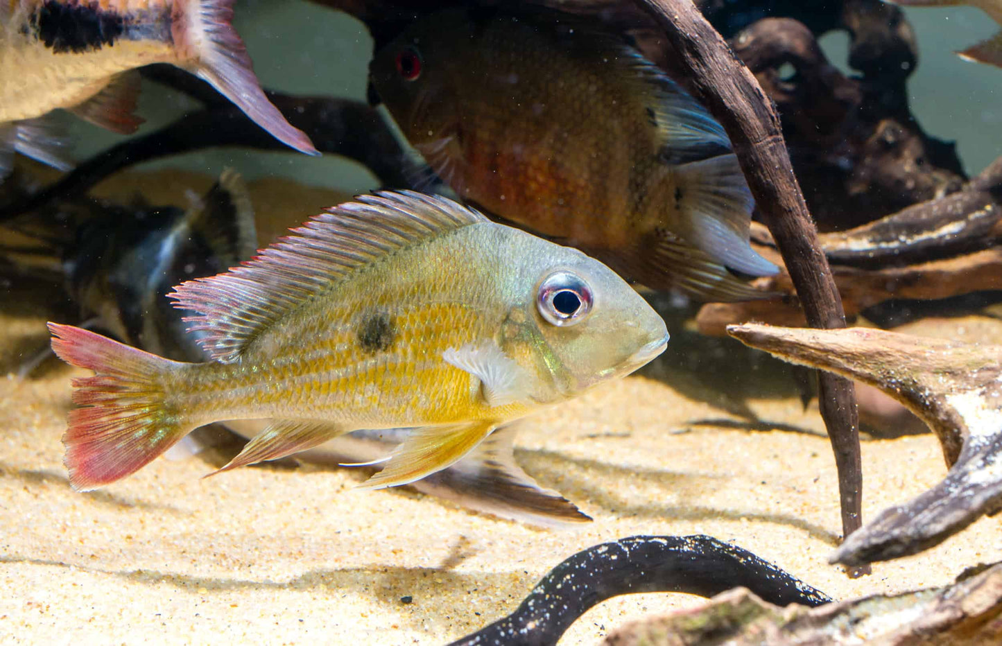 Geophagus winemilleri