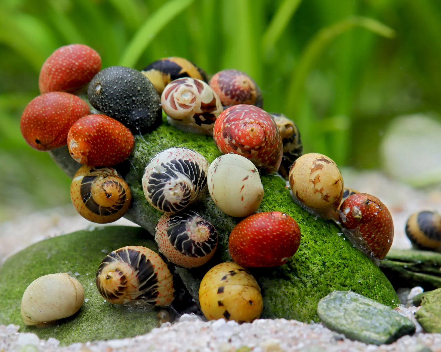 Fancy pumpkin mix colour/pattern (Neritina sp.)