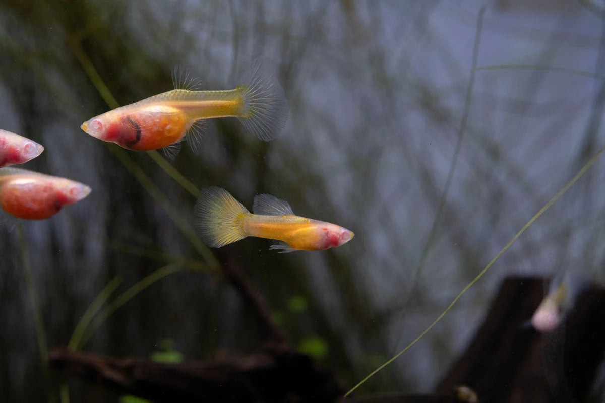 Albino Yellow Tuxedo Glass Belly Guppy (Pair)
