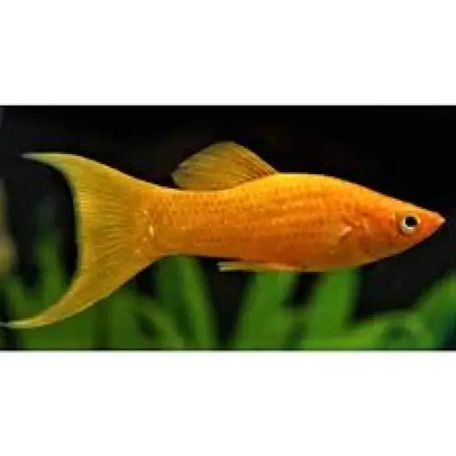 Golden Lyretail molly (Male)
