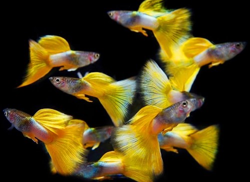 Yellow gold Tuxedo guppy