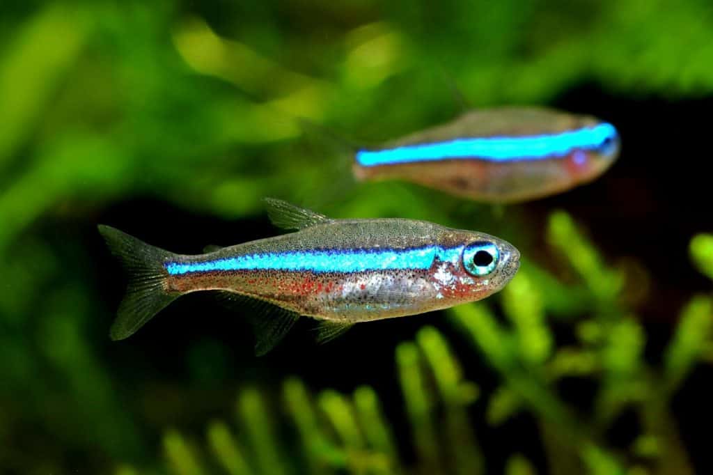 Green Neon Tetra