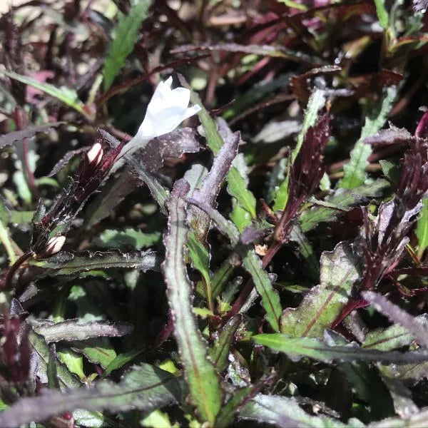 Hemigraphis colorata sp Narrow