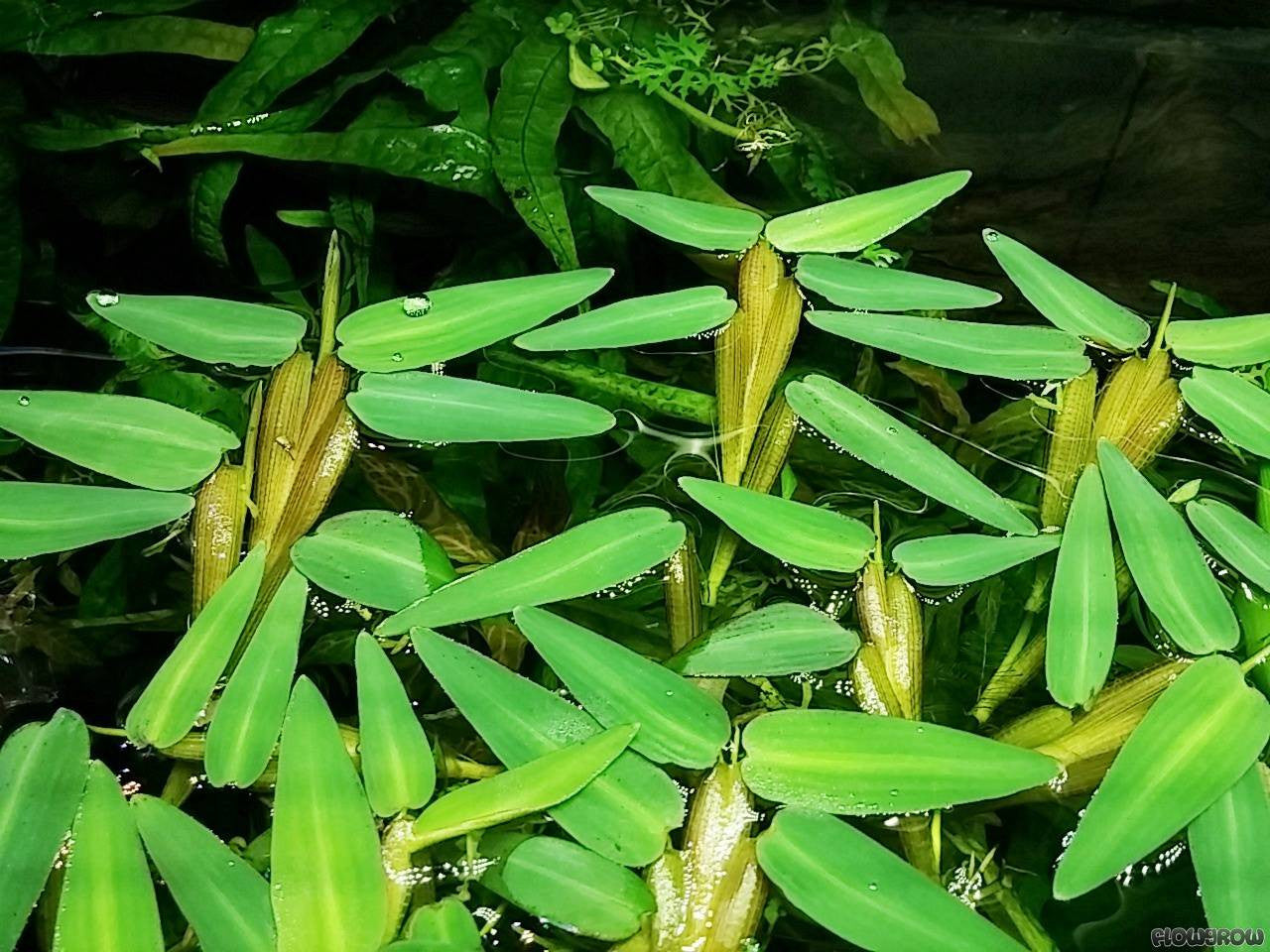 IC612 Hygroryza aristata (Floating bamboo)