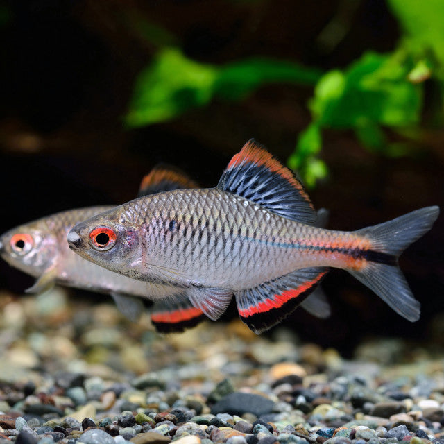 Taiwan bitterling (Paracheilognathus Himantegus)
