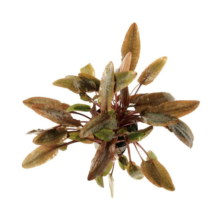 Cryptocoryne wendti tropica