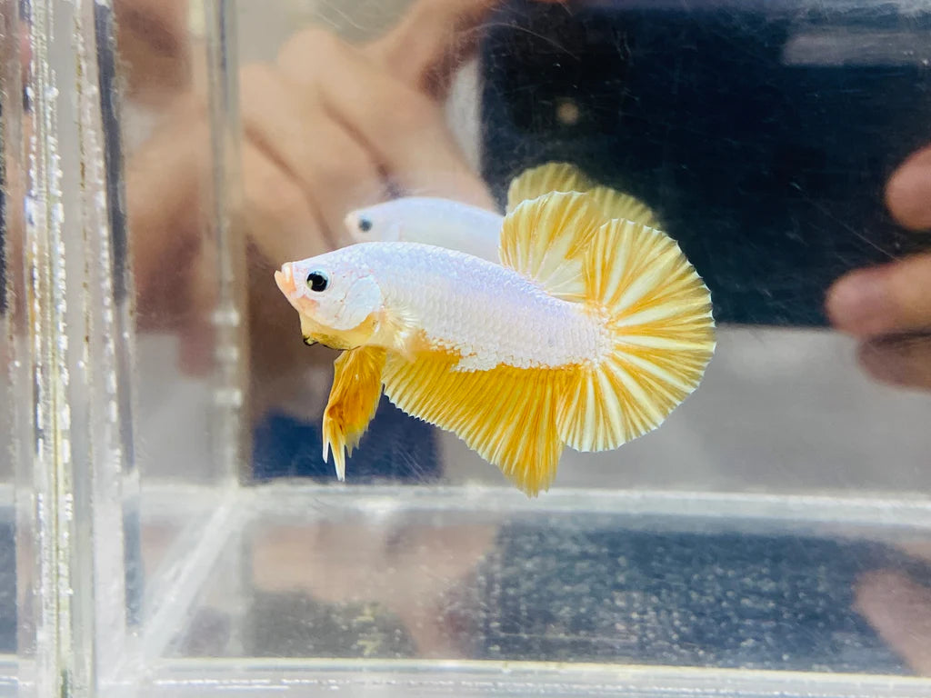 Yellow Dragon betta