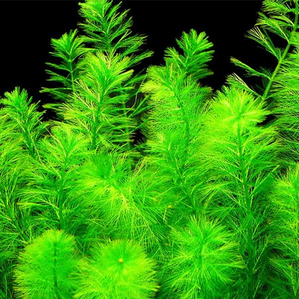 myriophyllum sp snowflake tissue culture