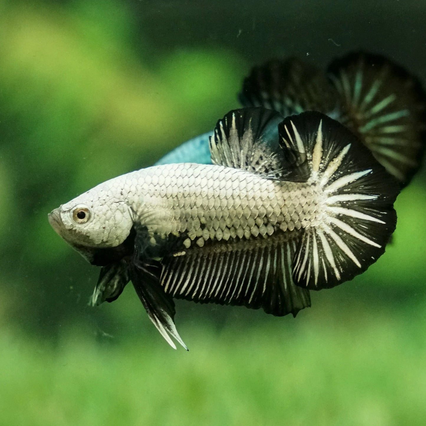 Black Dragon betta