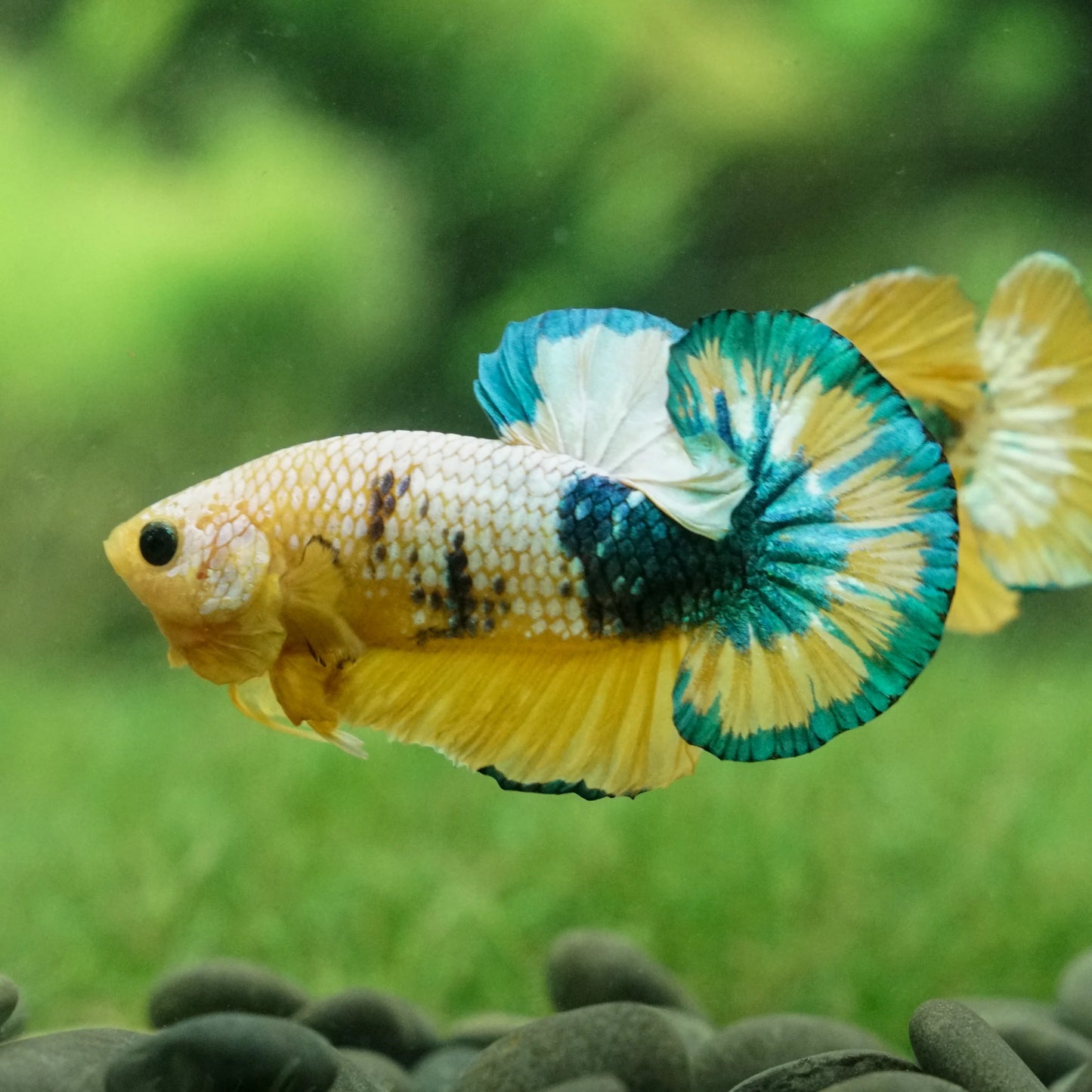 Yellow Fancy Copper Plakat betta