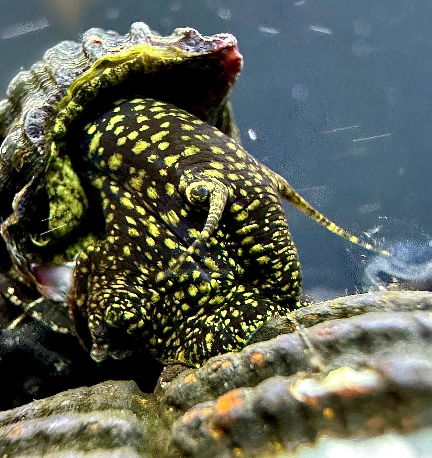 Yellow Spotted poso Rabbit snail (Tylomelania sp. )