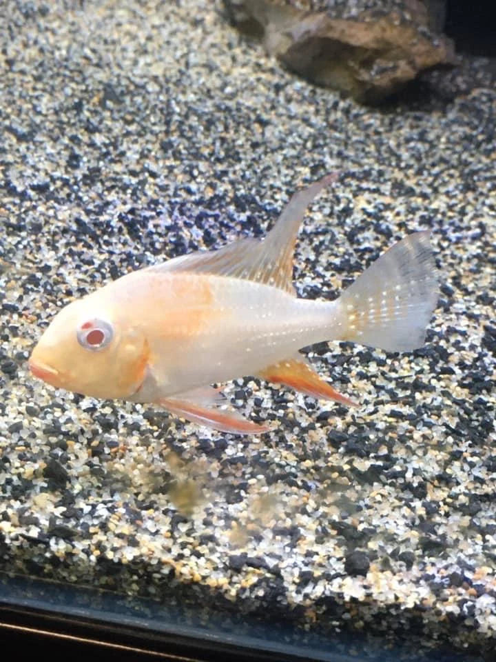 Albino Heckelii (Acarichthys heckelii var.)